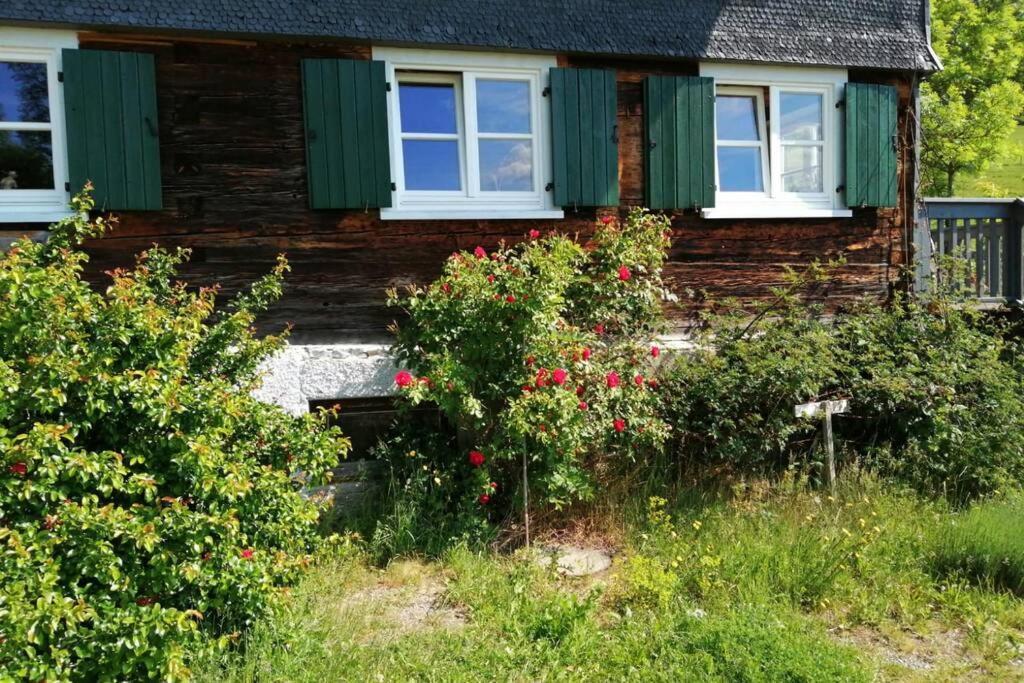 Allgäu Rose Im Og